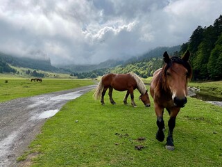 Caballo 