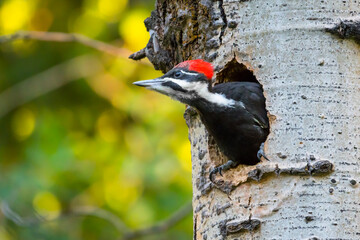Female Pileated Woodpecker (Dryocopus pileatus) bird nesting in a tree trunk Canadian wildlife background