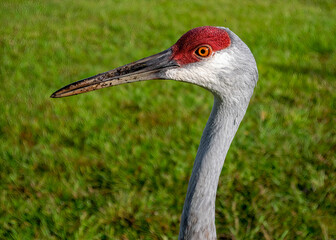 Sandhill Crane Standing
