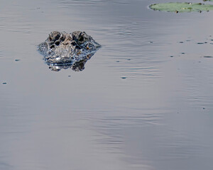 American Alligator Head
