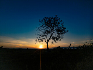 tree silhouette with sunrise in the morning