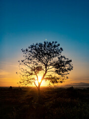 Fototapeta na wymiar tree silhouette with sunrise in the morning