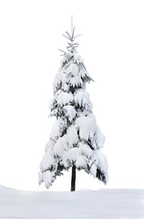Fir tree covered snow on a white background with space for text. Christmas trees in snow