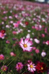 Fototapeta premium 가을에 피어난 어여쁜 코스모스