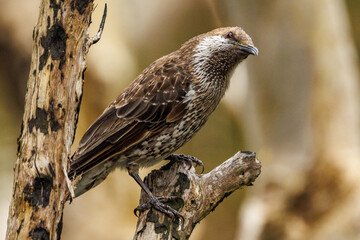 Western Wattlebird in Western Australia
