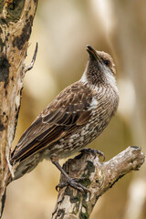 Western Wattlebird in Western Australia