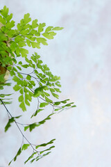 fern venus hair in a pot on a light background