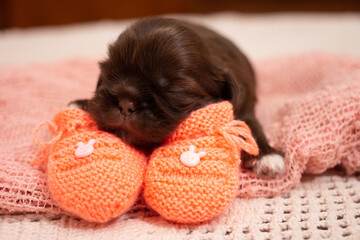 Fototapeta na wymiar newborn shitzu puppy inside a basket