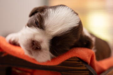 newborn shitzu puppy inside a basket