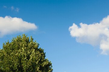 Top of a tree in blue sky with two cotton candy clouds.