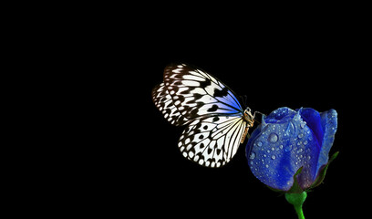 Bright tropical butterfly on a blue rose flower in water drops isolated on black. Copy space. Rice paper butterfly. Large tree nymph. White nymph butterfly. © Oleksii