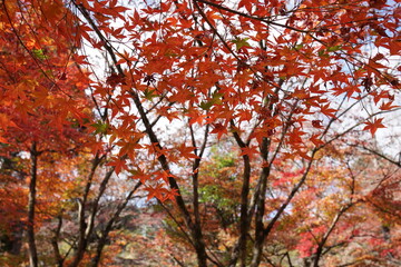 公園の紅葉