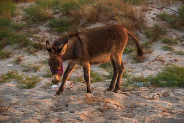 View of donkey on the beach at Kos island