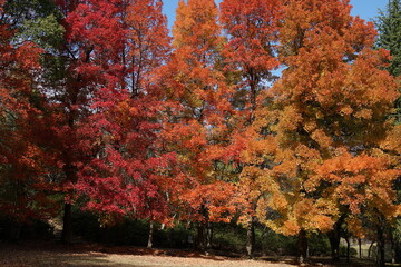 公園の紅葉