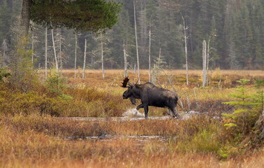Big Beautiful male bull moose crossing in an open marsh habitat. Photographed in its natural environment in Northern Ontario during the rut season in late fall.