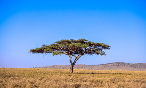 tree in the savannah