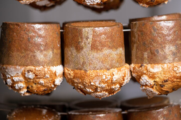 Panettone hanging to finish preparation a the bakery. Italian christmas sweet cakes. High quality photography.