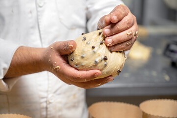 Artisan italian baker putting panettone christmas cake dough into molds. High quality photography - obrazy, fototapety, plakaty
