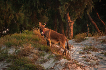 View of donkey on the beach at Kos island