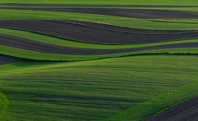 field in the morning