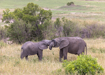 Fototapeta premium elephants in the savannah
