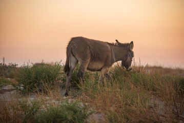 View of donkey on the beach at Kos island