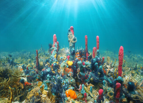 Sunlight underwater with colorful marine life in the Caribbean sea (reef with sea sponges and brittle stars), Central America