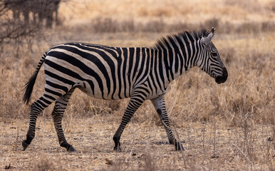 Fototapeta na wymiar zebra in the wild, zebra in the serengeti, zebra in the savannah