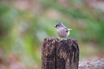Tufted Titmouse perched on a fence post