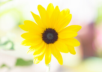 Naturally beautiful sunflowers in the soft sunlight