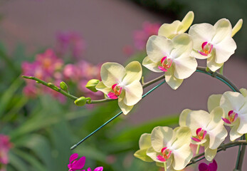 Naklejka na ściany i meble Orchid flowers natural blurred background beautiful outdoor