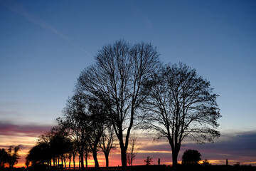 Baumreihe bei Sonnenuntergang zur Blauen Stunde