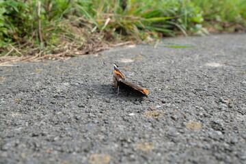 Schmetterling auf asphaltierter Straße