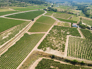 Fototapeta premium Aerial view of rows of vineyard grape vines at sunny day