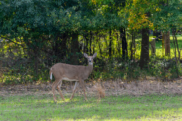 A White-tailed Deer Near The Woods