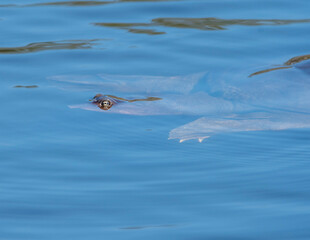 Florida Soft Shell Turtle