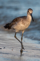 Sandpiper Strutting on the shore.