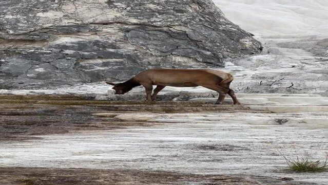 Elk quenching its thurst in a Hot Spring