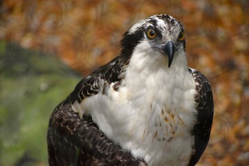 Osprey bird on the ground