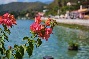Red Flower in Mountain Lakeside Town
