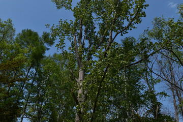 The beautiful tall green trees of the poplar with the clear blue sky in Sapporo Japan