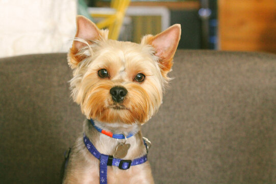 Pretty cute little Yorkshire Terrier brown dog looking straight at the camera. Portrait of a doggy, a puppy with a nice haircut after grooming in a leash with a helmet. Canine animal, pet clever look.