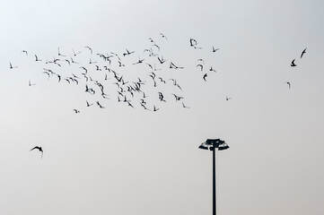 Fototapeta premium Flock of birds around tall street lamp.