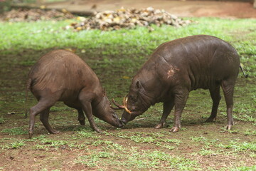 babyrousa in the zoo