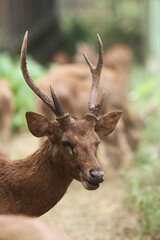 portrait of a deer