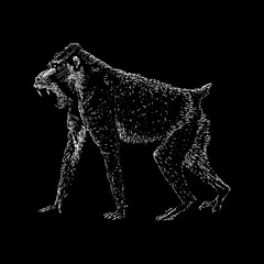 Mandrill hand drawing vector isolated on black background.