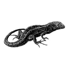 Sand Lizard hand drawing vector illustration isolated on background.