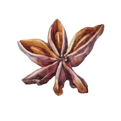 Fototapeta premium Watercolor badian isolated on white background. Hand-drawn condiment anise for dessert or drink, cookbook or kitchen decor. Aroma brown christmas food. Fragrant clipart for wallpaper wrapping