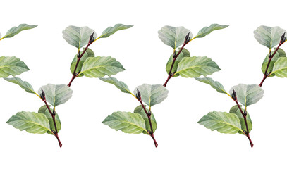 Seamless rim with watercolor tree alder on white background. Hand-drawn green bush with leaves and buds. Nature branch for invite card, wedding celebration and sticker. Border for wallpaper wrapping