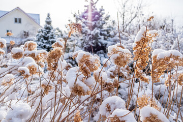 winter garden with snowy plants